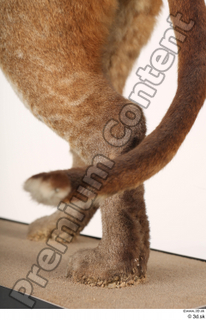 Asian golden cat Catopuma Temminckii tail 0007.jpg